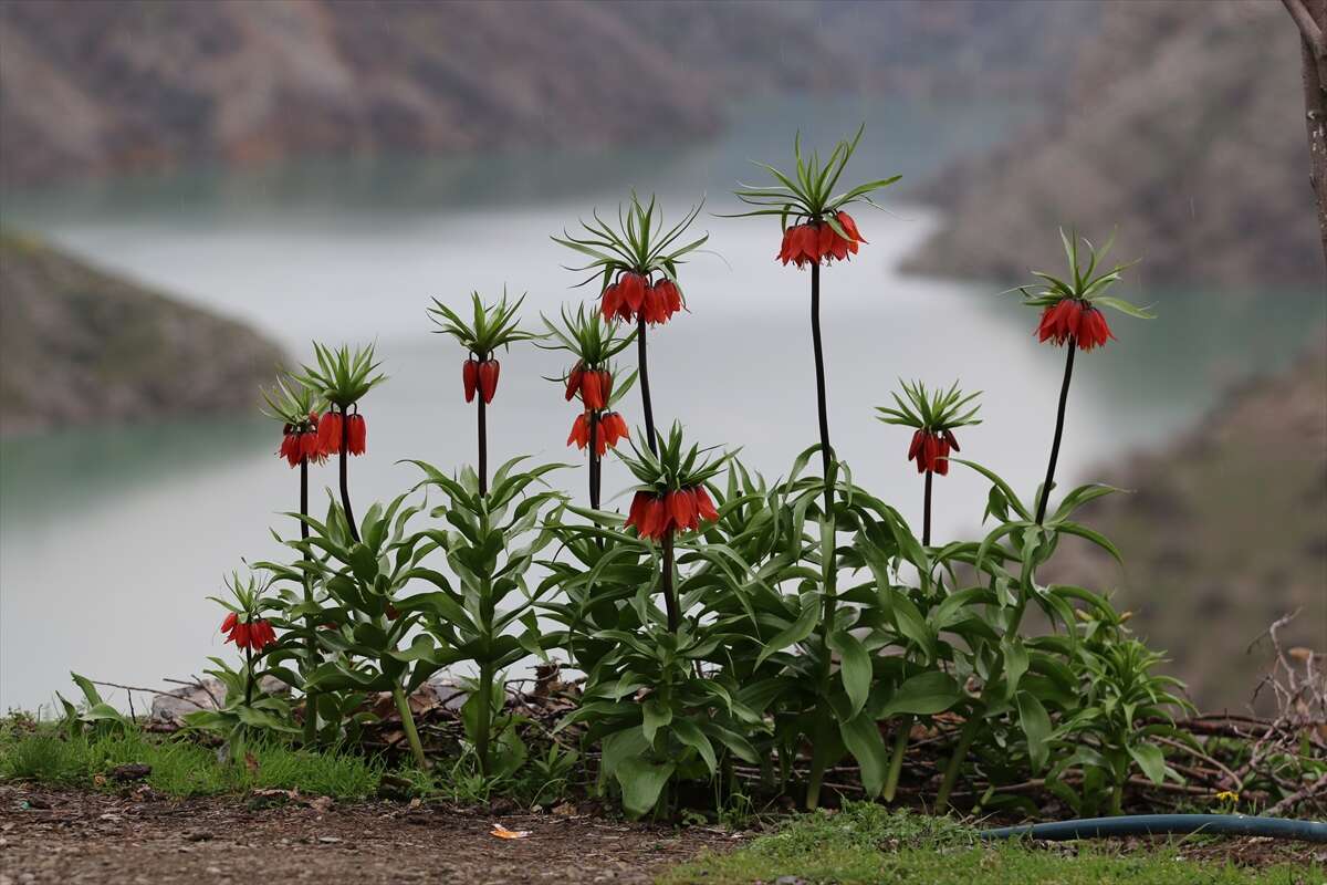 Ters laleler açtı, koparmanın cezası ise dudak uçuklattı 8